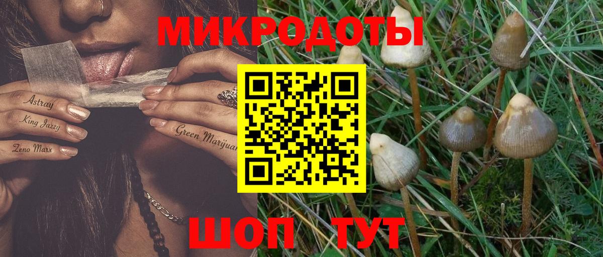 Галлюциногенные грибы Psilocybine cubensis Ленинск-Кузнецкий
