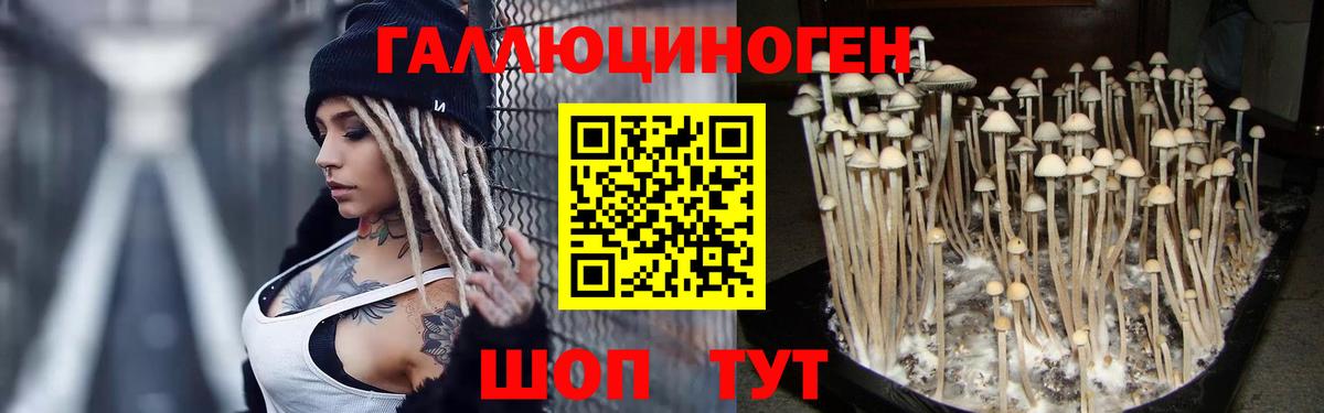 Ленинск-Кузнецкий  Псилоцибиновые грибы Psilocybe  Вход с VPN 